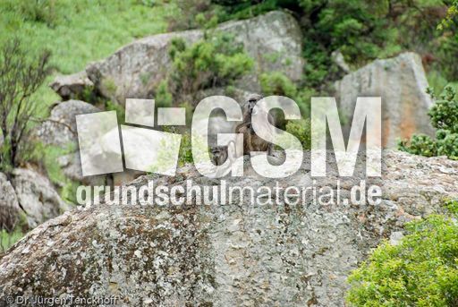 Tschakma Pavian (41 von 48).jpg